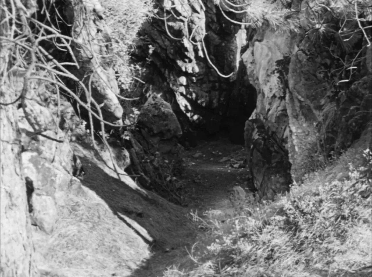 The threshold into Oxhead Woods, a wall-like darkness beyond a sunlit road
