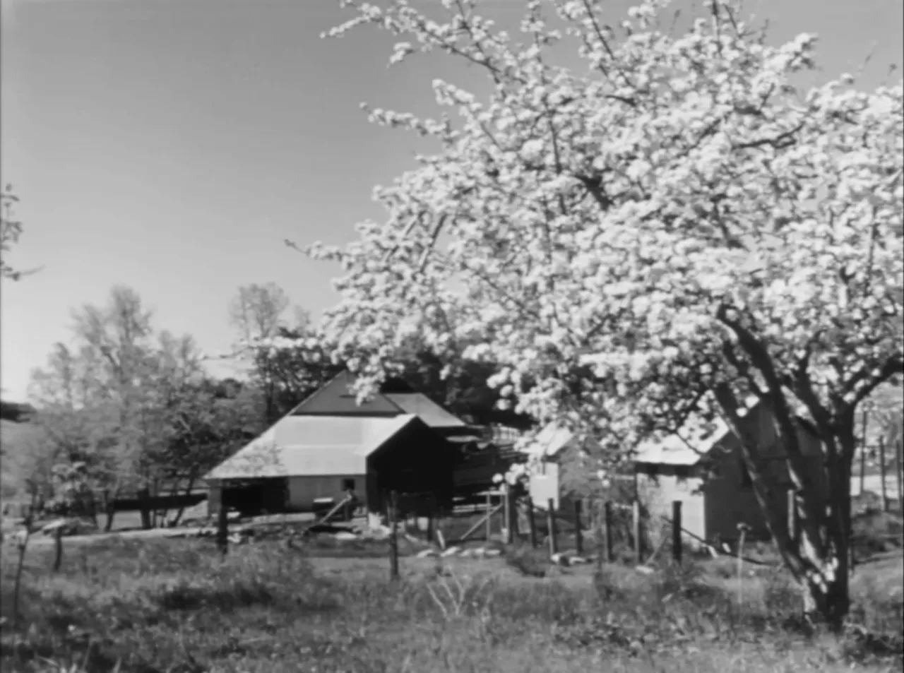 Local agricultural life—apple orchards and the valley community